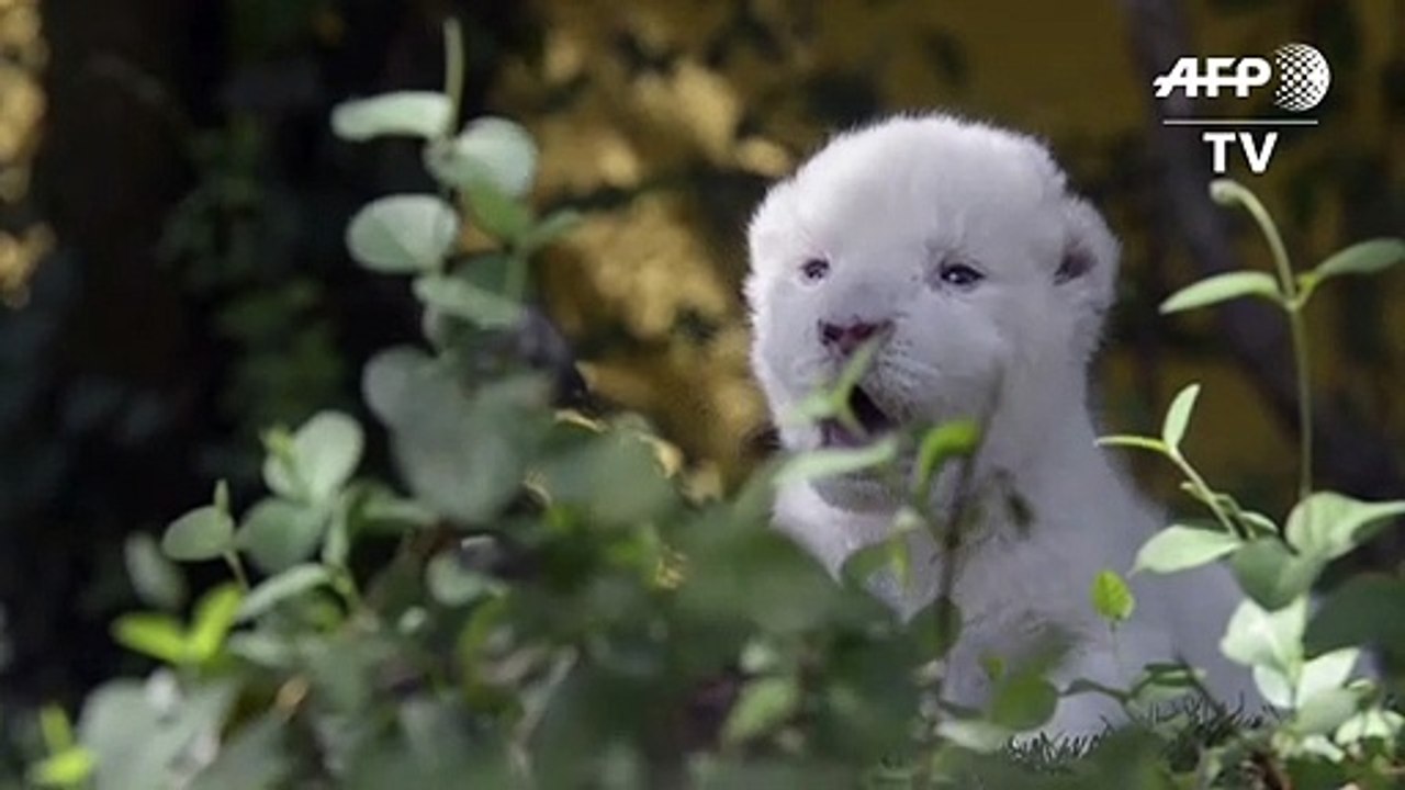 Von der Mutter verstoßen: Spaniens erstes weißes Löwenbaby