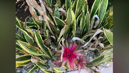 Ce chat est si bien caché que personne ne le trouve