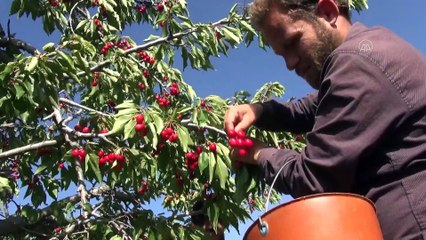 İdlib'de ateşkes hasadı