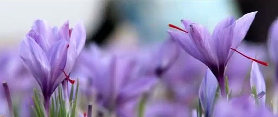 GRADE  !! WA:083 854 153 392	Jual Bunga Saffron Untuk Maag Surabaya - Malang