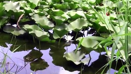 Nilüfer çiçeğini koparmanın cezası otomobil fiyatı