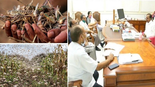 Locusts Swarms To Enter Telangana || జూన్ 20-జులై 5 వరకు మిడతల దండు రాష్ట్రంలోకి వచ్చే ప్రమాదం !!