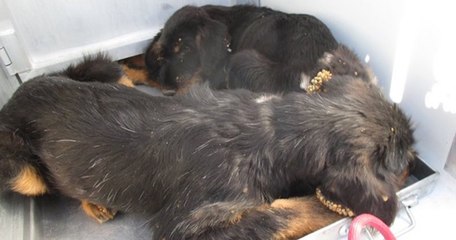 Abandons animaux : la SPA tire la sonnette d’alarme après la découverte de chiots dans un état lamentable