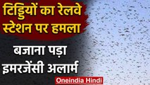 Locust Attack : टिड्डी दल का ऐसा हमला आपने कभी नहीं देखा होगा,Watch Video | वनइंडिया हिंदी