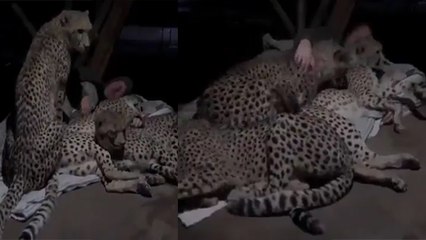 IFS Parveen Kaswan का चीते वाला VIRAL Video, आधी रात जब चीते को लगी ठंड MUST WATCH | Boldsky