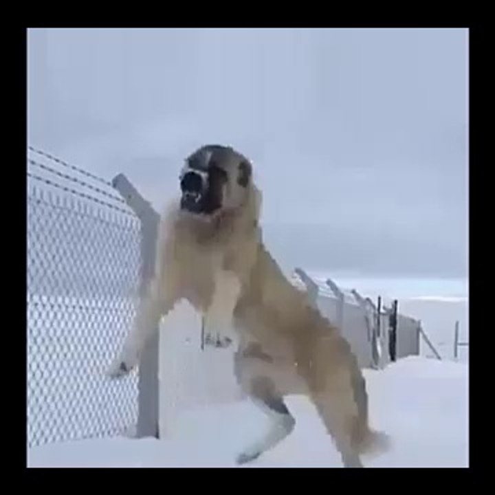 SiNiR DERYASI ALA COBAN KOPEGiNi ZiNCiRLER ZOR TUTUYOR - ANATOLiAN SHEPHERD DOG ALA