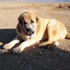 SiNiRLi ADAMCI iRAN COBAN KOPEGi - ANGRY PERSiAN SHEPHERD DOG