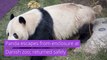 Panda escapes from enclosure at Danish zoo; returned safely, and other top stories from June 11, 2020.