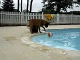 le chien veut récupérer son ballon dans la piscine