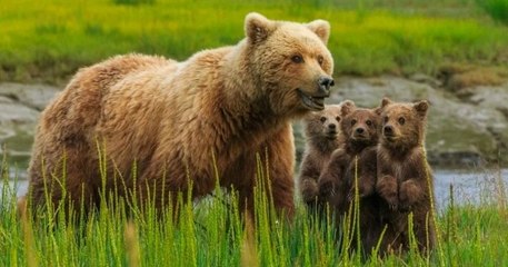 Alaska : l'administration Trump autorise officiellement la chasse des ours jusque dans leurs tanières