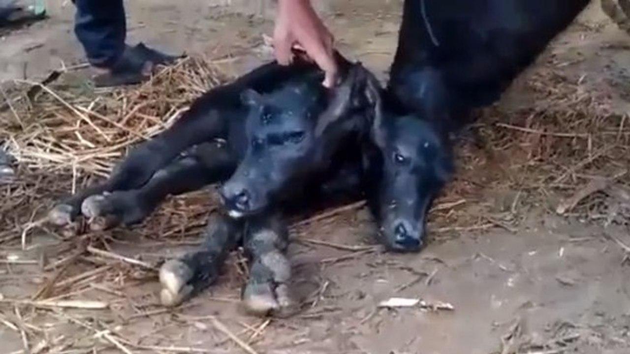 A Buffalo Given Birth To Two Headed Calf In Krishna District