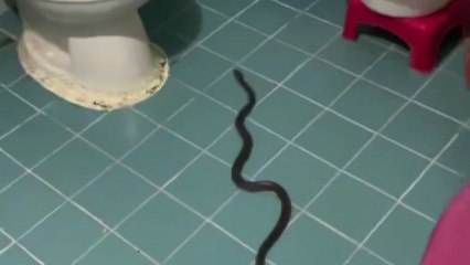 [영상] 화장실 문을 열었는데 살모사가 노려본다면... / YTN