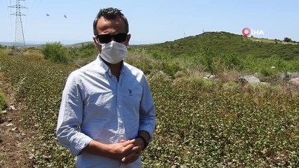 Çeşme'de ilk kez ekilen karabuğdayın yaygınlaştırılması hedefleniyor