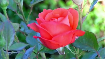 Red Rose Blooming