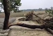 ग्राम छतरपुर में गिरे पेड़, महिला की दबकर हुई मौत
