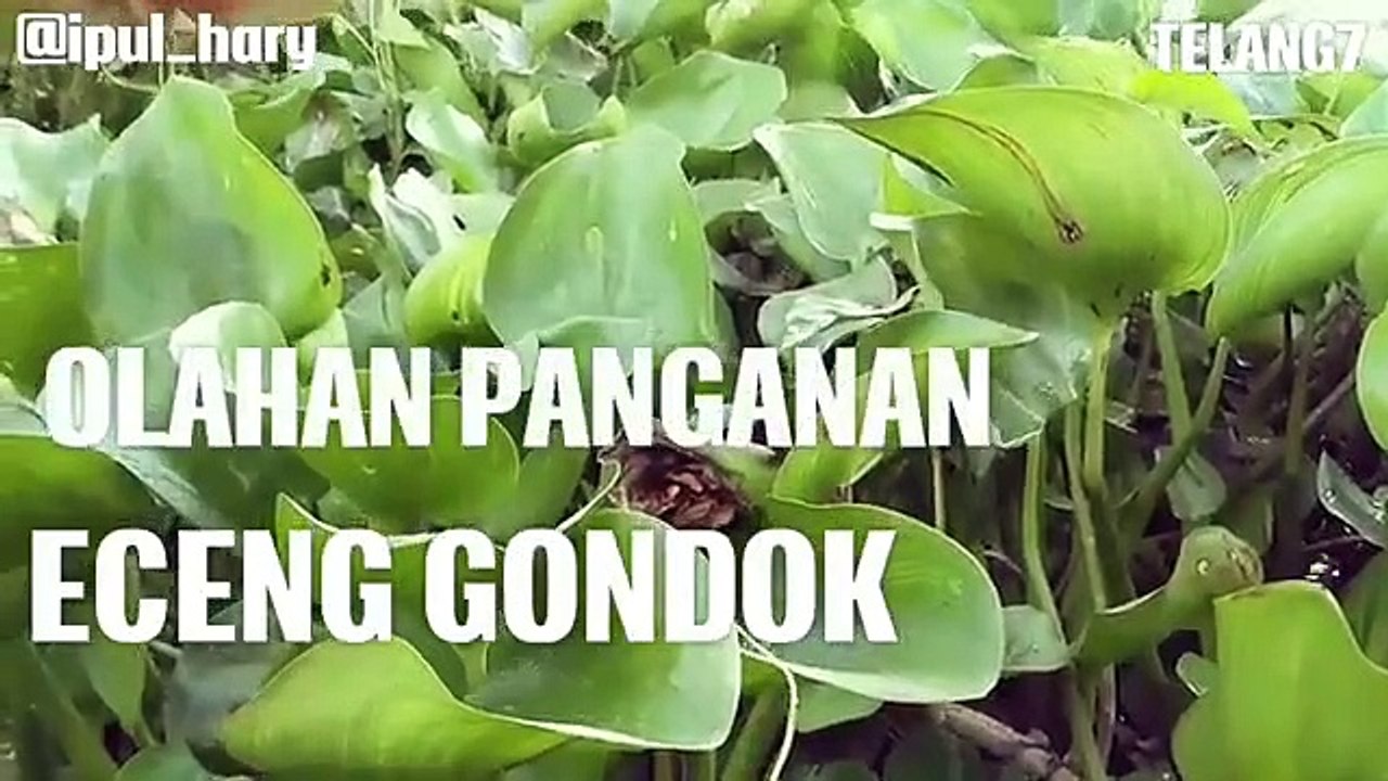 JEJAK SIBUNGUL 5