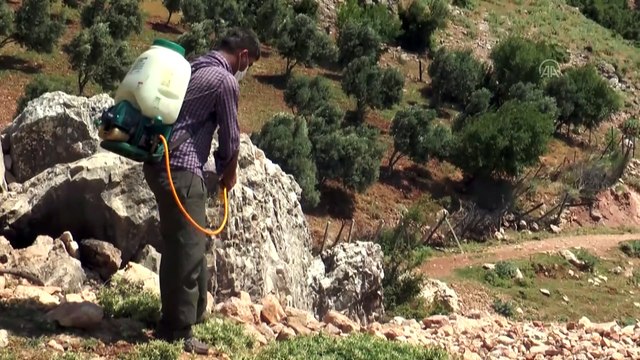 Amanos Dağları'ndaki 3 yaylada çekirge istilası - HATAY