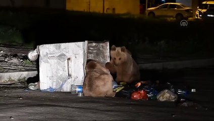 Sarıkamış'ta yavrularıyla gezinen boz ayı gülümsetti - KARS