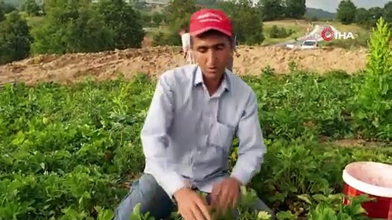 Dağ çileğinin hasadına başlandı