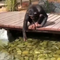 Watch, this Chimpanzee feeding fish is the 'best stress buster'