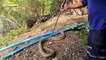 King cobra caught after snake battle with python in pond