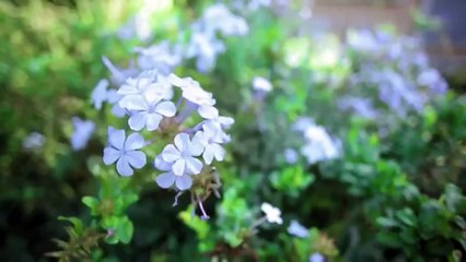 EscoLAR Educacional - Tia Marlene - VIDEOAULA 04 - (Semana 02)