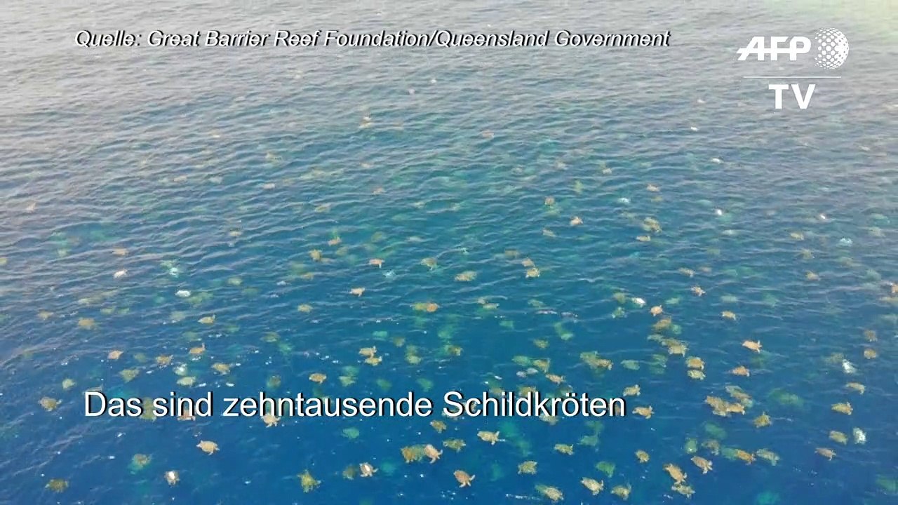 Drohnenbilder zeigen tausende Schildkröten vor Australien