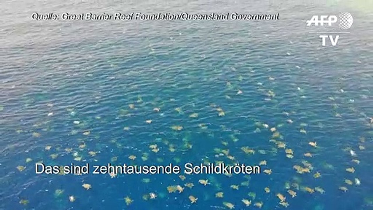 Drohnenbilder zeigen tausende Schildkröten vor Australien