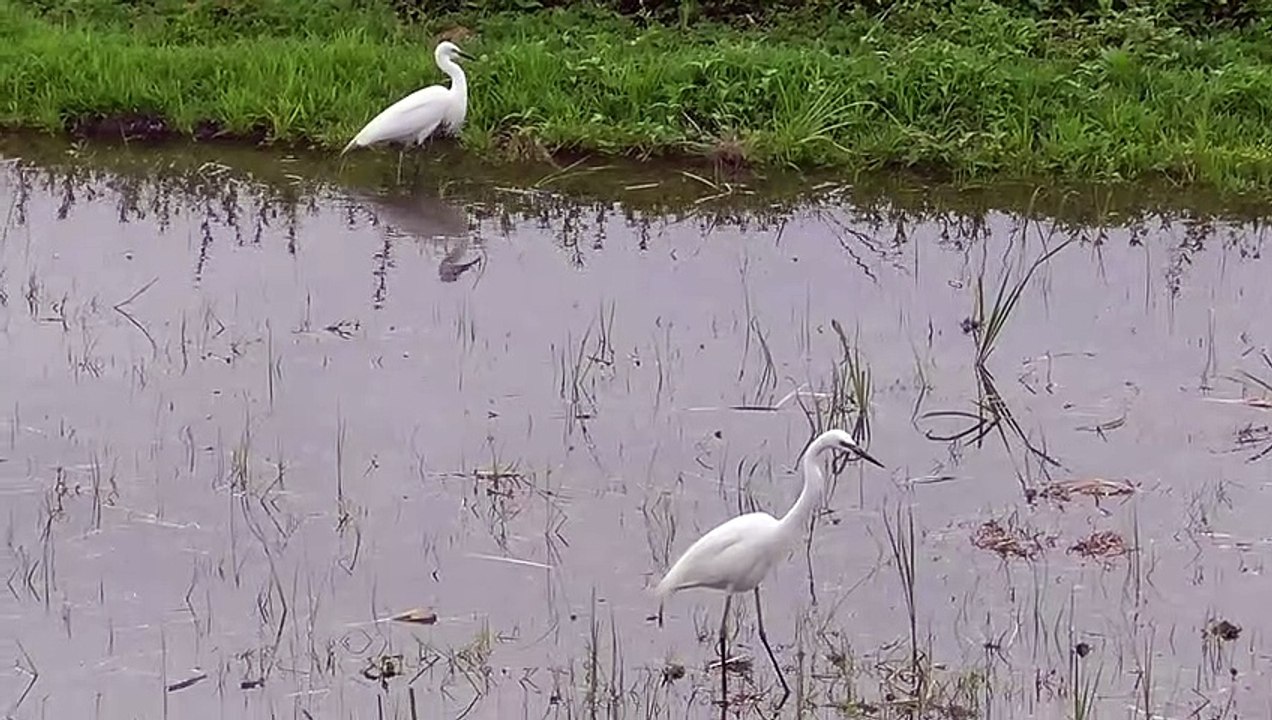 白鳥 コハクチョウ 捕食の様子 山口県宇部市の田んぼ 20190604_1831