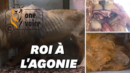 Ce lion de cirque, secouru par l'association One Voice, était au bord de la mort