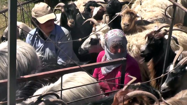 Göçerlerin Munzur ve Mercan dağlarındaki zorlu yayla yaşamı - TUNCELİ