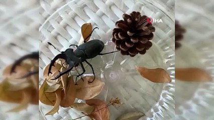 Koruma altında olan Geyik böceği heyecanlandırdı
