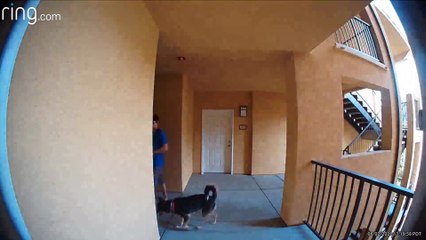 Sneaky Neighbor Isn't Very Smart