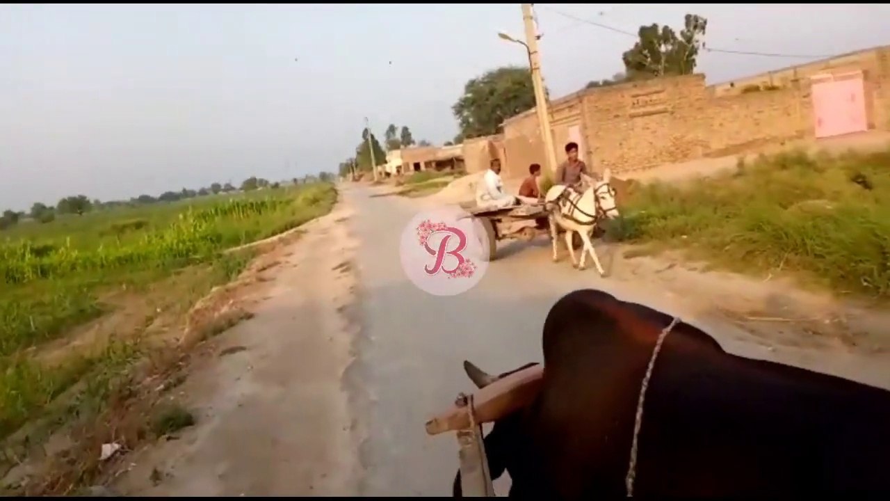 Village life _village life morning buffalo work village life style_Daily Routine In Rural Punjab