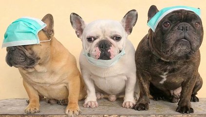 BULLDOG PROTECTION _ Funny and Cute French Bulldog Compilation 2020