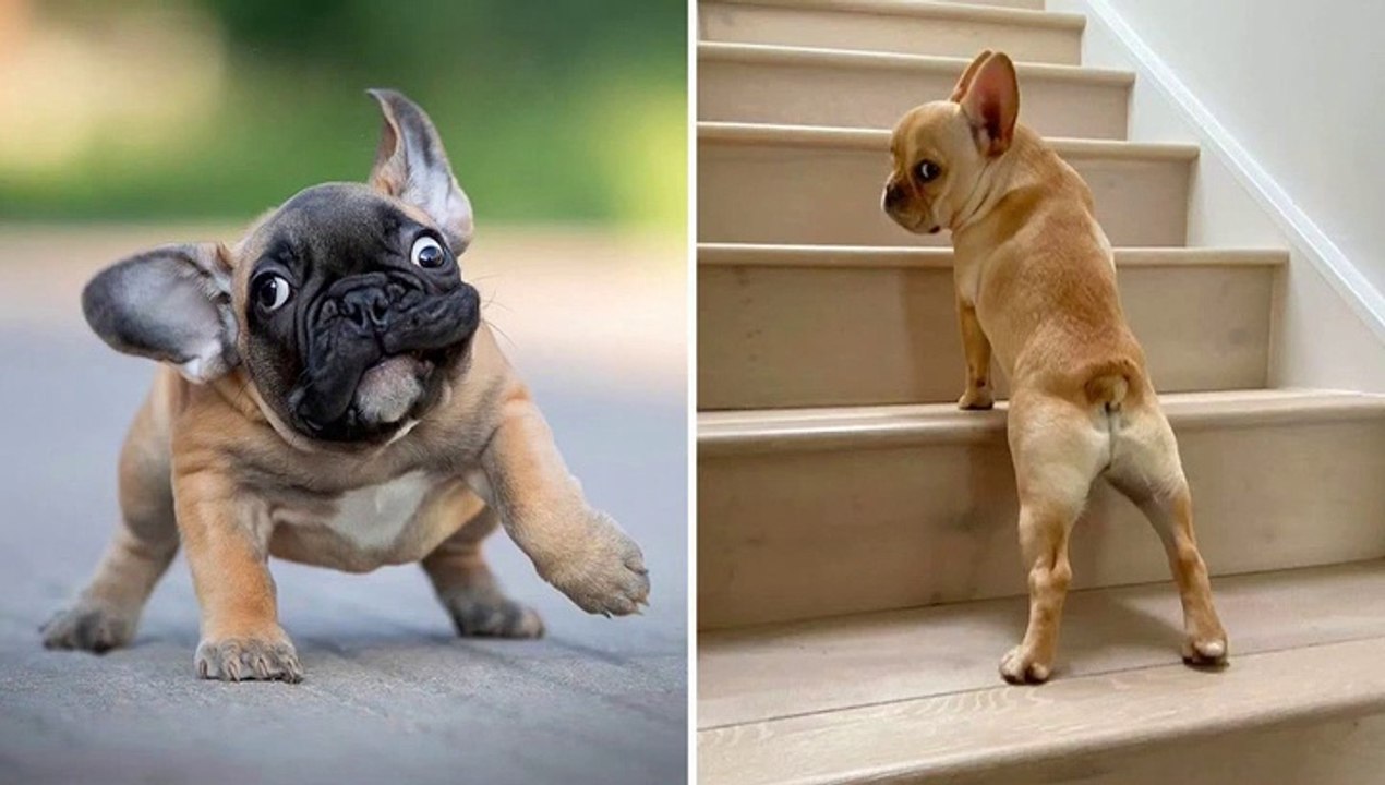 Supper French Bulldog In The World - Funny and Cute French Bulldog Compilation 2020 _ Dogs Awesome