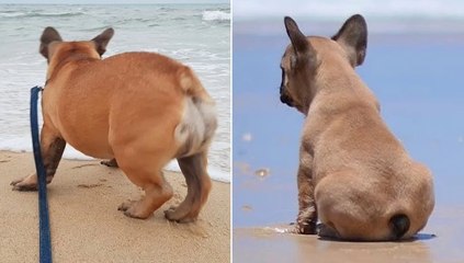Taking My French Bulldog to the Beach _ Dogs Are Awesome