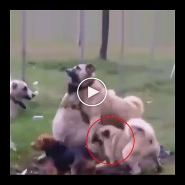 SiVAS KANGALLAR BUYUK MAHALLE KARSILASMASI - ANATOLiAN SHEPHERD DOG KANGALS vs