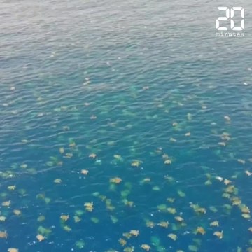 Des milliers de tortues filmées par des drones dans la mer de corail