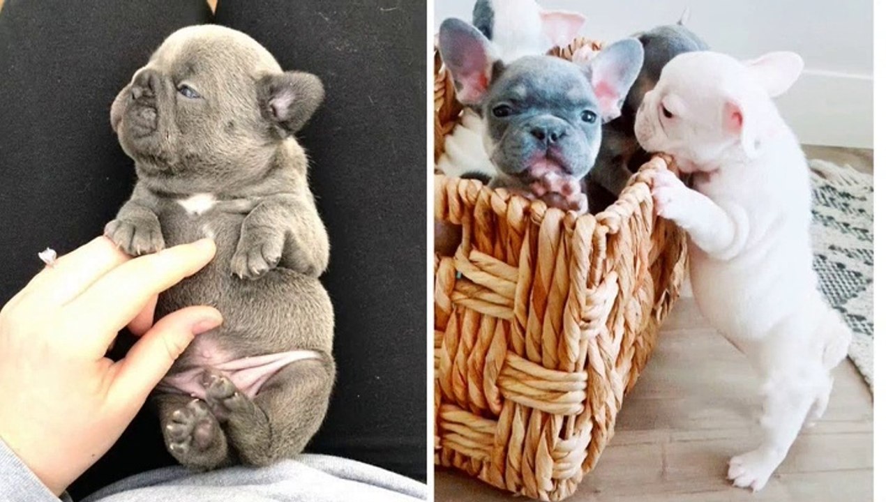 Baby Dogs 2020 - Cute and Funny BullDog Videos Compilation _ Dogs Awesome