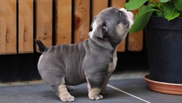 So Cute Bulldog Momments - Funny French Bulldog Compilation _ Dogs Awesome