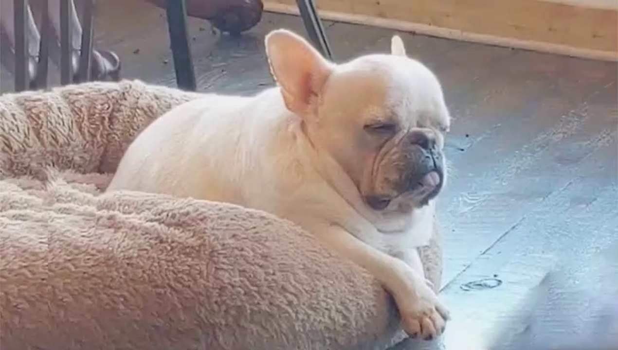 FRENCH BULLDOG, Cute is Not Enough! Funny and Cute French Bulldog Compilation