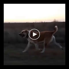 VOLKADOV COBAN KOPEGi OGLEN SPORU - VOLKADOV SHEPHERD DOG EXERCiSE