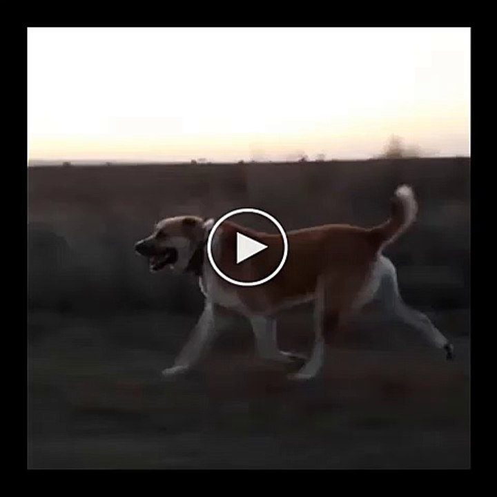 VOLKADOV COBAN KOPEGi OGLEN SPORU - VOLKADOV SHEPHERD DOG EXERCiSE