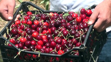 Amanoslarda kiraz hasadı - GAZİANTEP