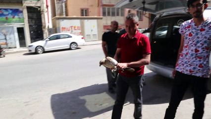 Yaralı halde bulunan kartal tedavi edildi - GAZİANTEP