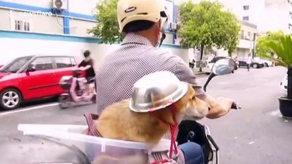 Dog spotted wearing metal bowl helmet when sitting on back of scooter in China