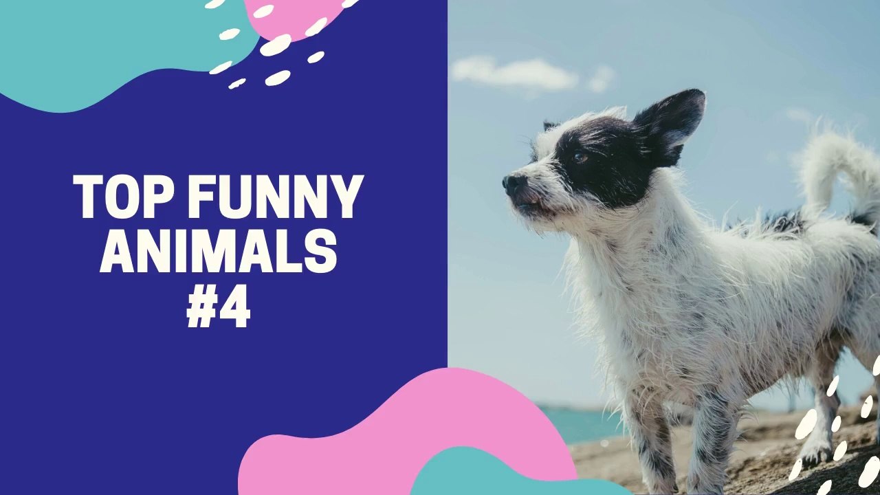 Funny Animal Videos #4