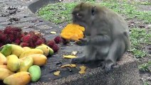 Hungry monkeys given mangoes and rambutan fruit after struggling to survive during coronavirus lockdown