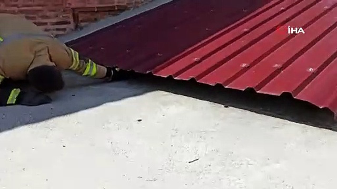 Ekipler mahsur kalan kedi için seferber oldu